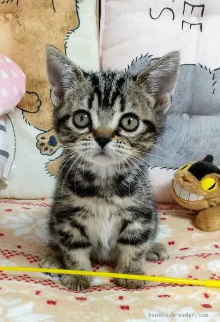 さとう。 様のお迎えした子猫