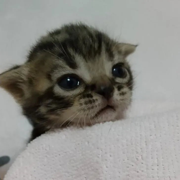 ID：2208-02188の子猫