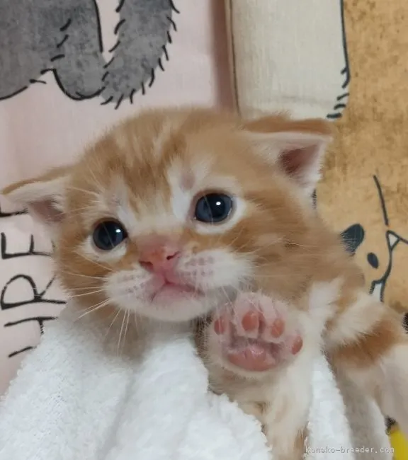 ID:2107-00320の子猫