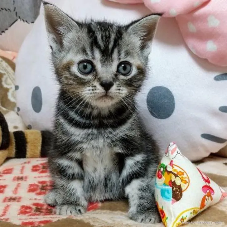 ホビペン 様のお迎えした子猫