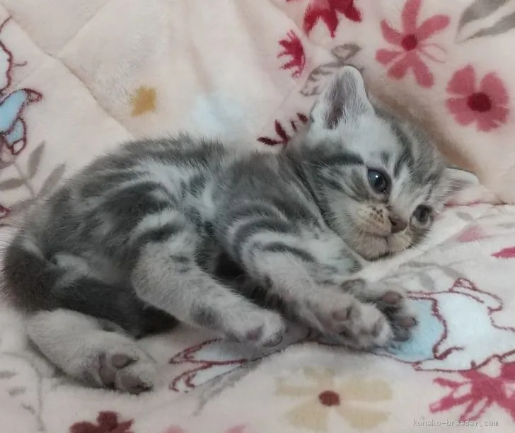 ID:2005-02196の子猫