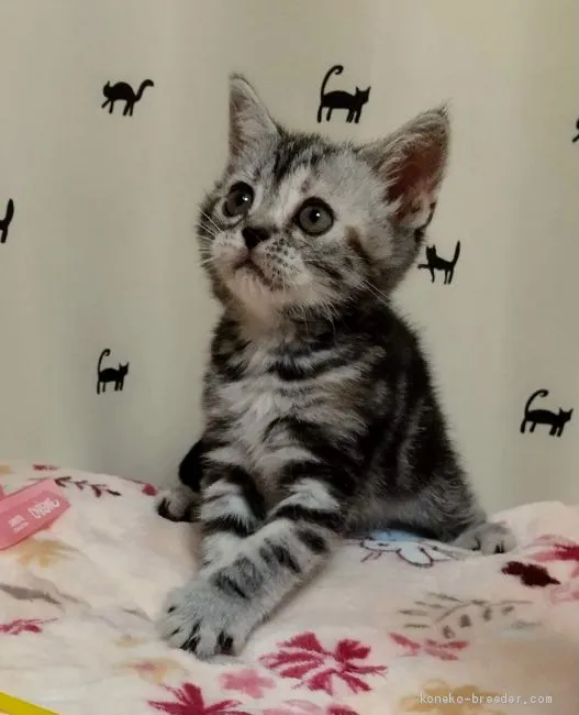 A.O 様のお迎えした子猫