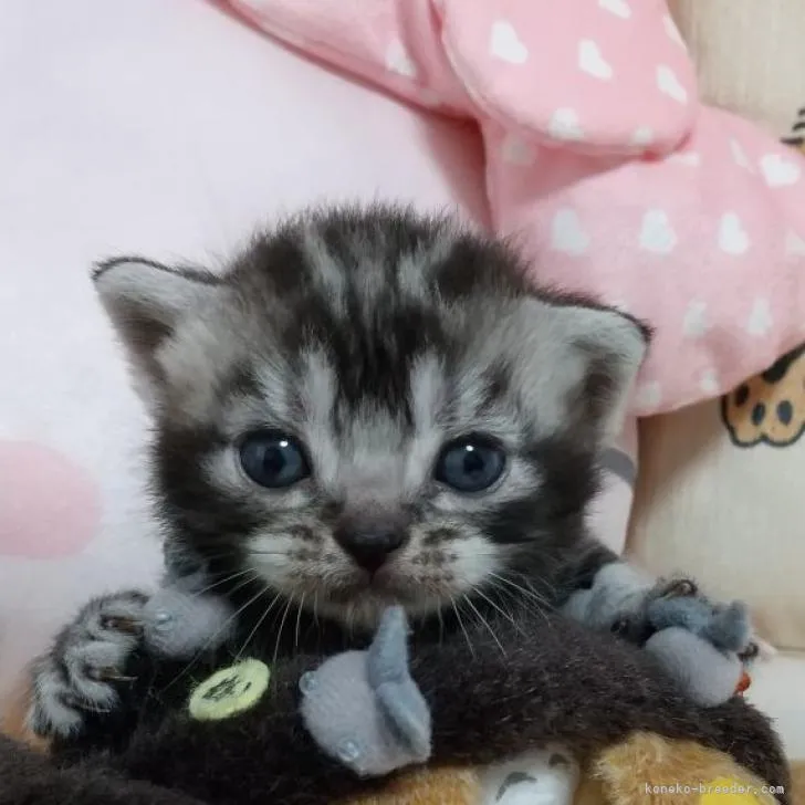 ID：2210-00887の子猫