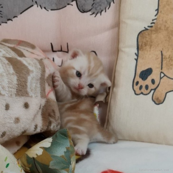 ムチャコ 様のお迎えした子猫