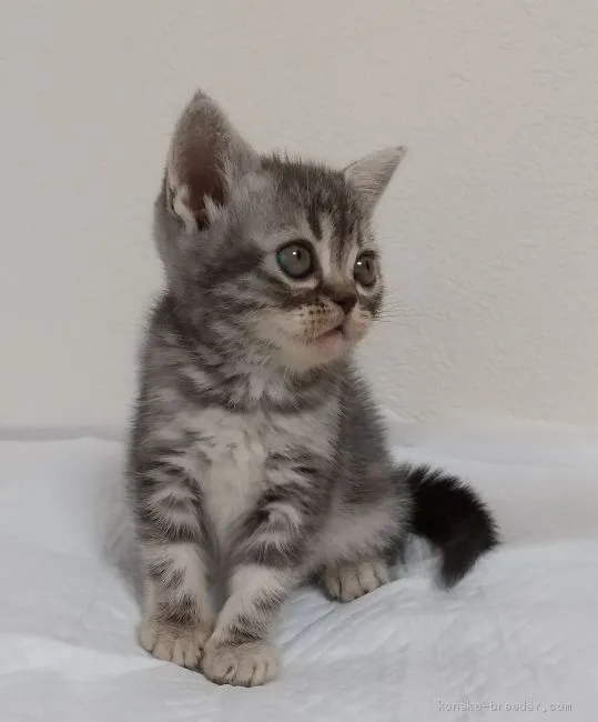 ID:2009-01131の子猫