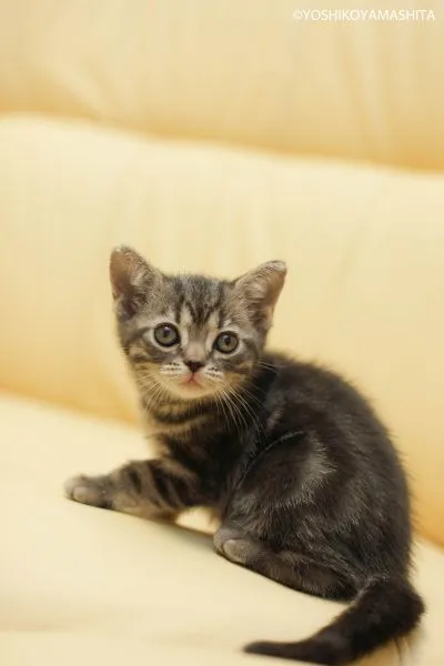 ID：1503-00387の子猫