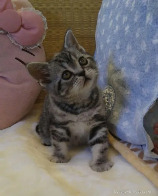 ID：1902-00811の子猫