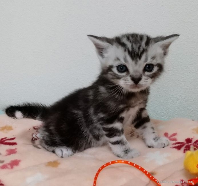 N.W 様のお迎えした子猫