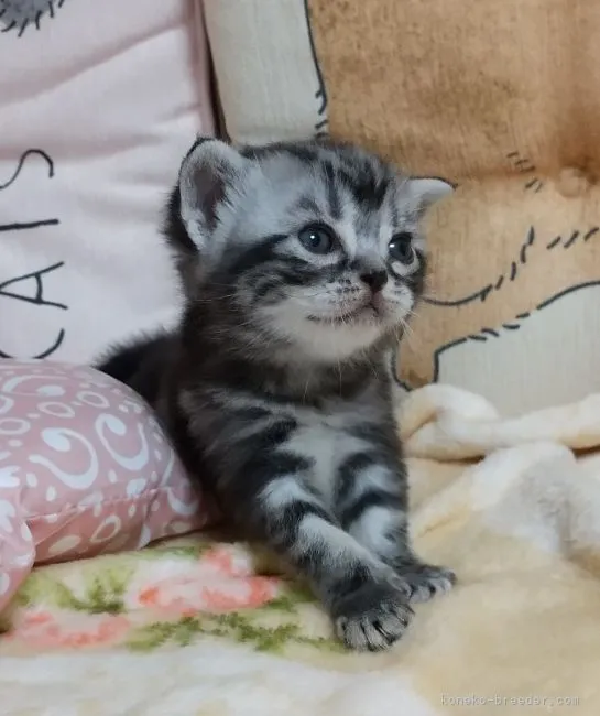 ID：2108-02496の子猫