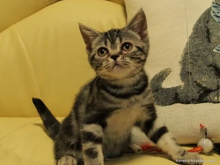 ID:1701-00690の子猫
