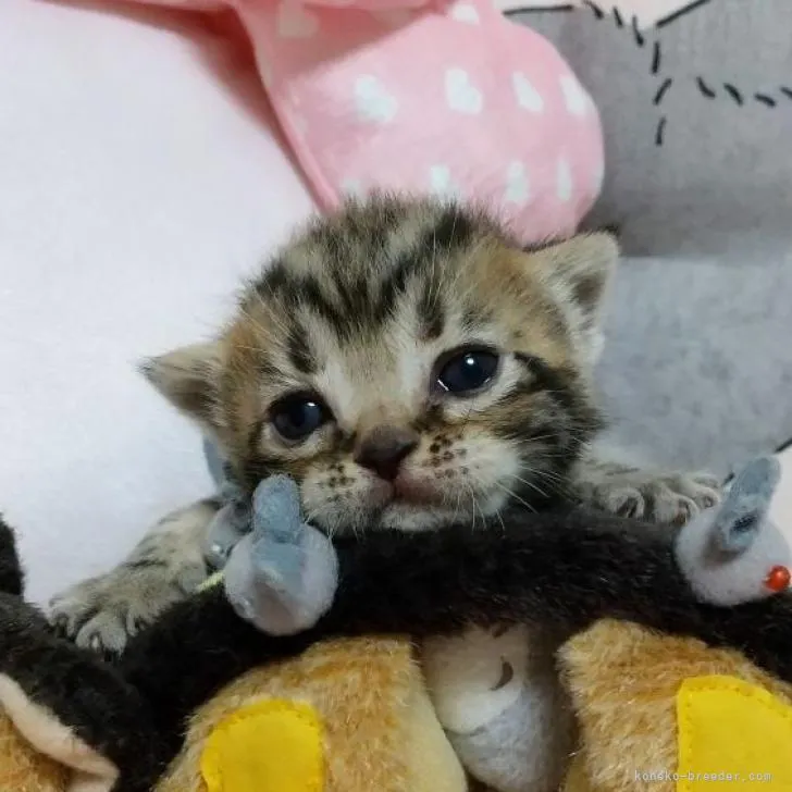 T.O 様のお迎えした子猫