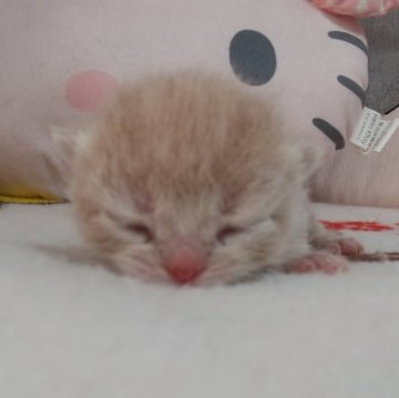 アメリカンショートヘア【埼玉県・男の子・2024年3月14日・クリームタビー】の写真「血統優良の男の子」