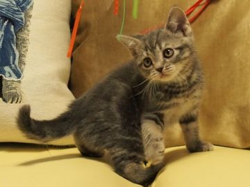 アメリカンショートヘア【埼玉県・男の子・2016年12月19日・ブルータビー】の写真「お母さん猫はCFAのグランドチャンピオンです！」