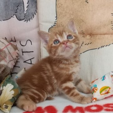 アメリカンショートヘア【埼玉県・男の子・2023年3月23日・レッドタビー】の写真「血統優良な男の子」