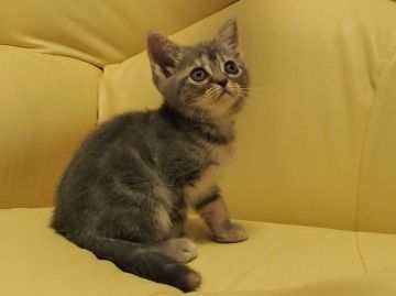 アメリカンショートヘア【埼玉県・女の子・2017年6月29日・ブルーパッチドタビー】の写真「両親猫ともCFAのグランドチャンピオンです！」