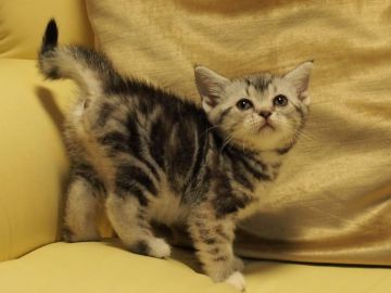 アメリカンショートヘア【埼玉県・女の子・2017年8月23日・シルバーパッチドタビー】の写真「お父さん猫はCFAのグランドチャンピオンです！」