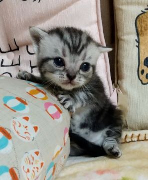 アメリカンショートヘア【埼玉県・女の子・2021年7月23日・シルバータビー】の写真「血統優良な女の子」