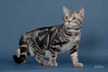 アメリカンショートヘア【埼玉県・男の子・2015年7月7日・シルバータビー】の写真「お父さん猫はCFAのグランドチャンピオンです！」