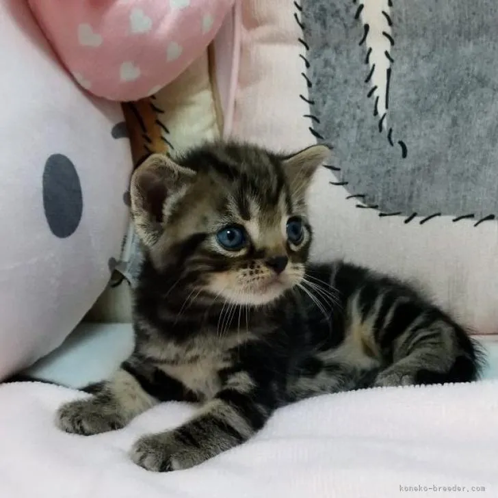 ID：2207-02109の子猫