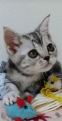 アメリカンショートヘア【・女の子・2023年5月2日・シルバーパッチドタビー】「子猫の頃😊」