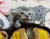 アメリカンショートヘア【埼玉県・男の子・2022年8月1日・ブルータビー】の写真2