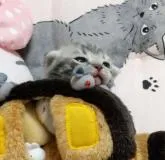 アメリカンショートヘア【埼玉県・男の子・2022年8月1日・ブルータビー】の写真5