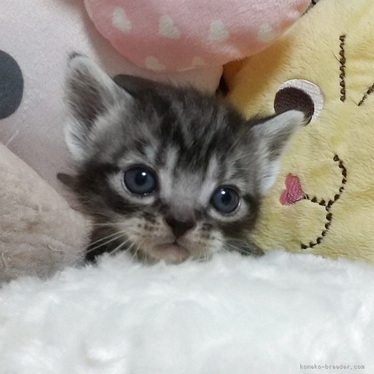ブリーダー画像