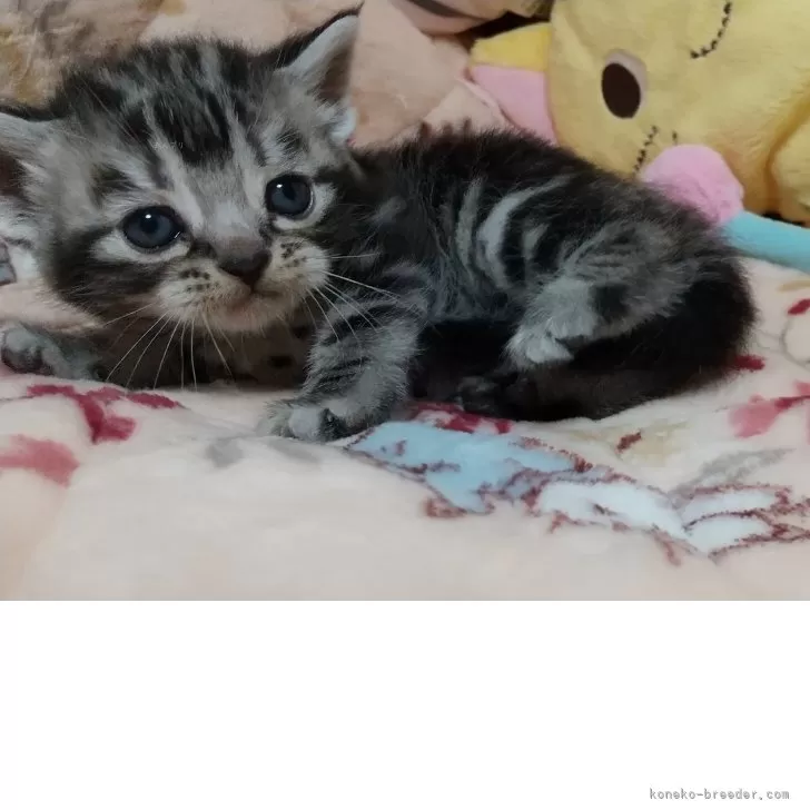 ID：2509-03109の子猫