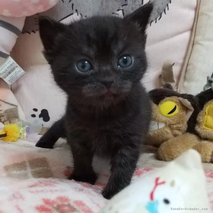 ID：2503-01150の子猫