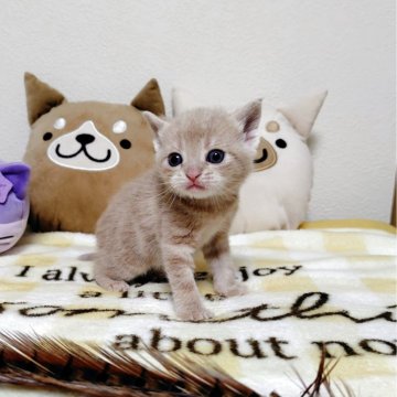 アメリカンショートヘア【埼玉県・男の子・2026年2月8日・カメオタビー】の写真「血統優良の男の子」