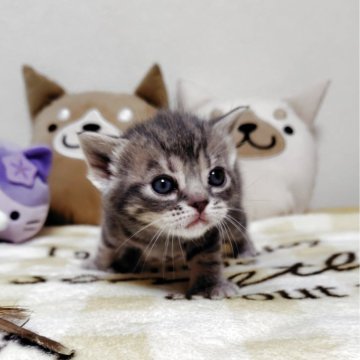 アメリカンショートヘア【埼玉県・女の子・2026年2月8日・ブルーパッチドタビー】の写真「血統優良の女の子」