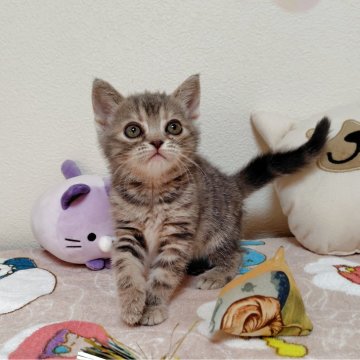 アメリカンショートヘア【埼玉県・女の子・2025年9月17日・ブルーパッチドタビー】の写真「血統優良な女の子」