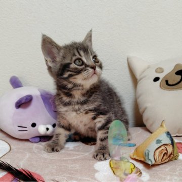 アメリカンショートヘア【埼玉県・男の子・2025年9月17日・ブルータビー】の写真「血統優良の男の子」