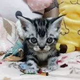 アメリカンショートヘア