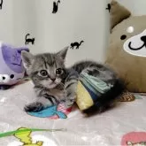 アメリカンショートヘア