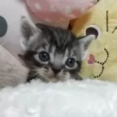 アメリカンショートヘア
