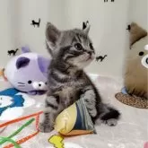アメリカンショートヘア