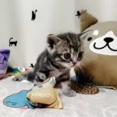 アメリカンショートヘア