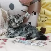アメリカンショートヘア