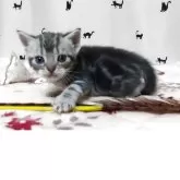 アメリカンショートヘア