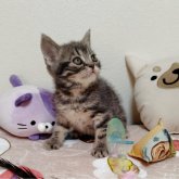 アメリカンショートヘア