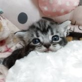 アメリカンショートヘア