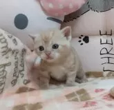 アメリカンショートヘア【埼玉県・男の子・2025年2月15日・カメオタビー】の写真3