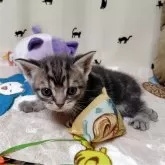 アメリカンショートヘア【埼玉県・男の子・2025年9月17日・ブルータビー】の写真3