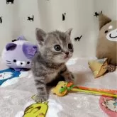 アメリカンショートヘア【埼玉県・女の子・2025年9月17日・ブルーパッチドタビー】の写真4