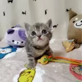 アメリカンショートヘア【埼玉県・女の子・2025年9月17日・ブルーパッチドタビー】の写真5