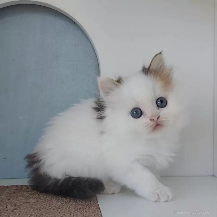 ID:2411-01577の子猫