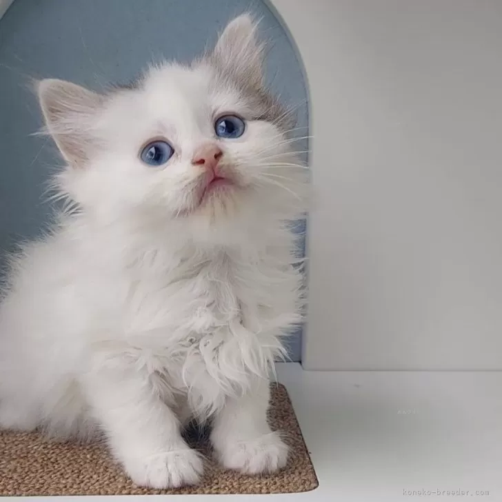 ID：2405-01808の子猫