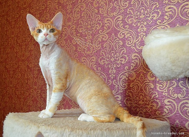 デボンレックス【・男の子・2024年4月22日・レッドスポッティッドタビー&amp;ホワイト】