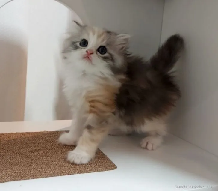 ID:2110-02119の子猫